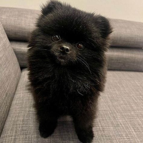 Pamorania Dog, Black Pomeranian Haircut, Pomeranian Grooming, Black Pomeranian Puppies, Black Pomeranian, Pom Mom, Pom Dog, Babies Stuff, Dog Mommy