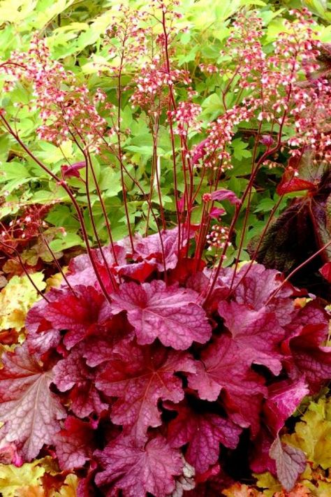 Coral Bells Plant, Bells Flowers, Clay Soil Plants, Coral Bells Heuchera, Front Landscape, Hgtv Garden, Shade Garden Plants, Yard Plants, Coral Bells