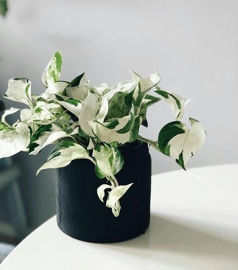 Tattoo Plant, Plant Goals, نباتات منزلية, Ficus Elastica, Pothos Plant, Variegated Plants, Plant Aesthetic, Mother Plant, House Plants Indoor