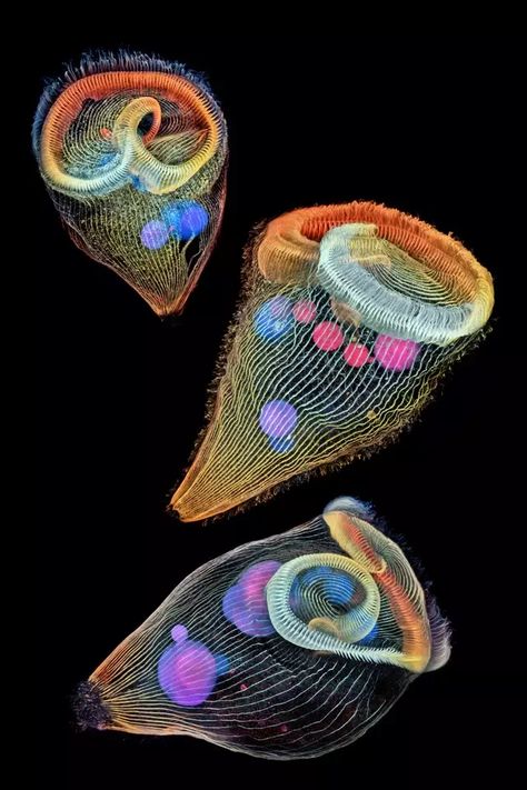 A trippy image of three stentors, a type of single-celled protozoa that lives in freshwater and feeds on algae, snagged second place. Microscope Pictures, Nikon Small World, Foto Macro, Microscopic Photography, Micro Photography, Howard Hughes, Microscopic Images, Things Under A Microscope, Photography Contests