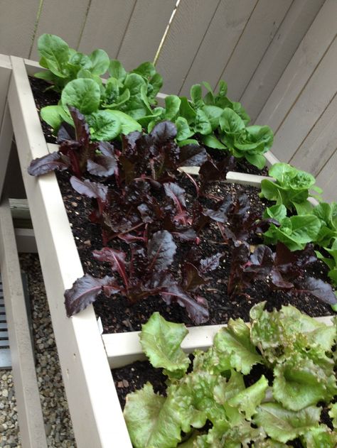 A How To Guide: Constructing A Lettuce Bench For Nearly Year Round Salad Greens. Salad Table, Diy Salad, Food Forest Garden, Garden Boxes Raised, Growing Lettuce, Salad Greens, Diy Raised Garden, Growing Strawberries, Fresh Salad