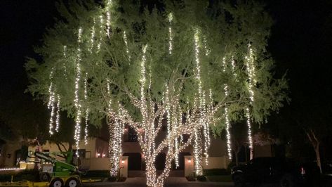 Christmas Lights Outdoor Trees, Outdoor Tree Lighting, Lights Wedding Decor, Outdoor Trees, Backyard Lighting, Wedding Stage Decorations, Outdoor Wedding Decorations, Outdoor Christmas Lights, Stage Decorations