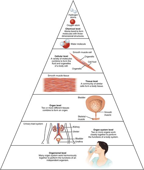 1.2 Structural Organization of the Human Body - Anatomy and Physiology | OpenStax Smooth Muscle Tissue, Human Body Organs, Tissue Types, Human Body Anatomy, Muscular System, Organ System, Body Cells, Human Anatomy And Physiology, Skeletal Muscle