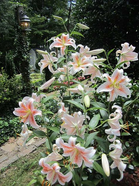 Lakehouse Landscaping, Lilies Aesthetic, Lillies Flowers, Lilly Garden, Asian Lilies, Star Plant, Star Lily, Lily Plant, Lilies Flowers