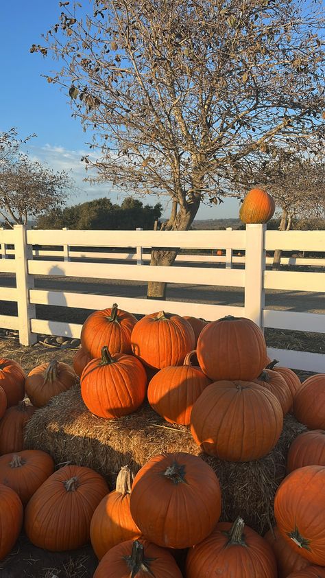 It’s October 1st, Autumnal Picnic, Widget Orange, Orange Season, Studera Motivation, Fall Mood Board, Cute Fall Wallpaper, Spooky Szn, Autumn Magic