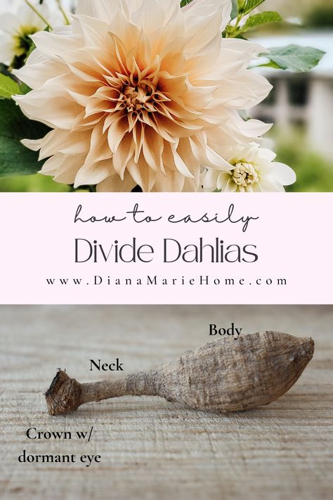 How to split dahlia tubers the easy way.  A step by step tutorial on how to divide dahlias to create free plants. How To Plant Dahlias, Starting Dahlia Tubers Indoors, Dahlia Bouquet, Growing Dahlias, Cut Flower Garden, Free Plants, Plant Supports, Dahlia Flower, Potting Soil