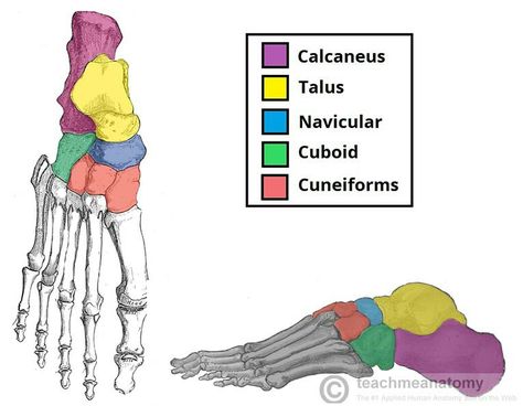 Tarsal Bones, Anatomy Learning, Learn Anatomy, Types Of Fractures, Vertebral Column, Nurse Study, Radiology Student, Foot Anatomy, Human Body Organs