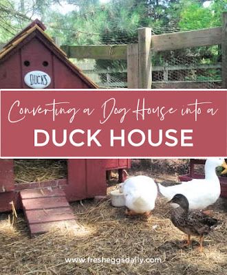 House For Ducks, Dog Igloo, Duck House Plans, Converted Shed, Duck Pens, Duck Coop, Raising Ducks, Cedar Shingle Roof, Wooden Dog House