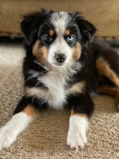 Black Tri Toy Australian Shepherd, Toy Aussie Full Grown, Toy Aussies, Mini Aussie Shepherd, Mini Aussie Puppy, Ranch Animals, Mini Aussies, Toy Aussie, Toy Australian Shepherd