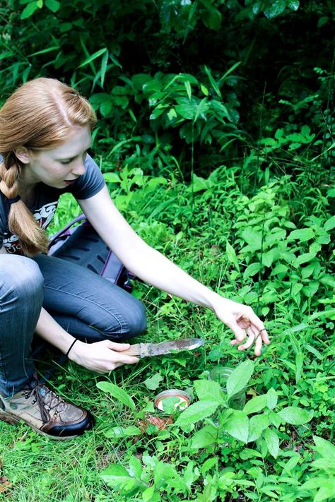 Wildcrafting | An Appalachian Love Story | Ginger Tonic Botanicals Granny Magic, Wild Crafting, Botanical Science, Appalachian History, Wild Yam, Mortar Pestle, Plant Medicine, Slippery Elm, Health And Happiness