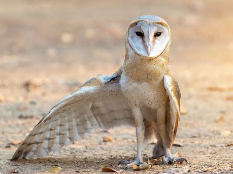 Legs Anatomy, Owl Legs, Owl Skeleton, Owl Species, Short Eared Owl, Barn Owls, Burrowing Owl, Owl Art, Barn Owl