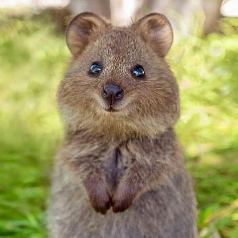 Cute Animal Pfp, Quokka Animal, Cute Quokka, Happiest Animal, Funny Animal Pics, Animal Pfp, Cute Animal Character, Animal Aesthetic, Animal Love