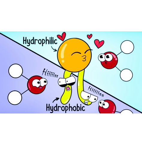 Phospholipid bilayer - hydrophobic and hydrophillic. #cell membrane Phospholipid Bilayer, Cell Biology Notes, Biology Jokes, Biology Memes, Learn Biology, Biology Humor, Nursing Motivation, Nerdy Humor, Biology Resources