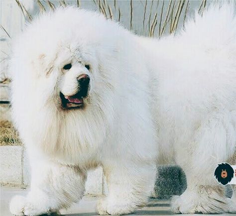 White Tibetan Mastiff, Mastiff Drawing, Tibetan Mastif, Tibetan Dog, Tibetan Mastiff Puppy, Tibetan Mastiff Dog, Biggest Dog, Mastiff Breeds, Black Tongue