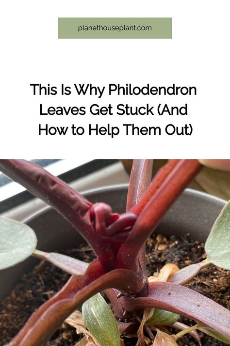 This is such a common question, and I promise, it’s nothing to worry about. Get your paws off that new leaf. Why do some Philodendron leaves get stuck? We don’t really know why Philodendron leaves get stuck, but we do know it’s much more ... Read more Blushing Philodendron Care, Blushing Philodendron, Philodendron Selloum Care, Philodendron Whipple Way, Philodendron Pedatum, Philodendron Care, Houseplant Care, Getting A Puppy, Inside Plants