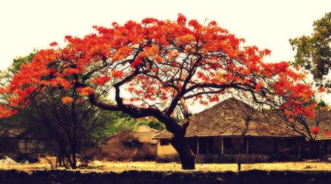 The Gulmohar tree | Coral Crue Gulmohar Tree, Temple Design For Home, Trees Art, Landscape Sketch, Temple Design, Tree Photography, Tree Art, Paper Collage, Nature Pictures