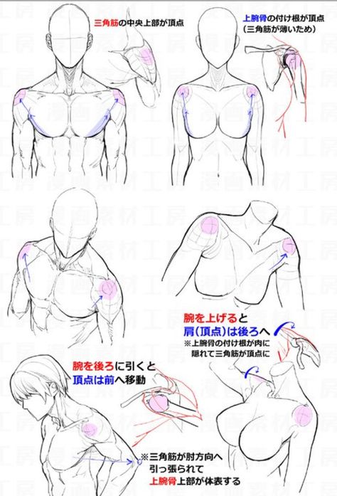 Drawing Anime Bodies, Anatomy Tutorial, Body Drawing Tutorial, Human Anatomy Drawing, Manga Drawing Tutorials, Anatomy Sketches, Body Reference Drawing, Drawing Faces, Poses References