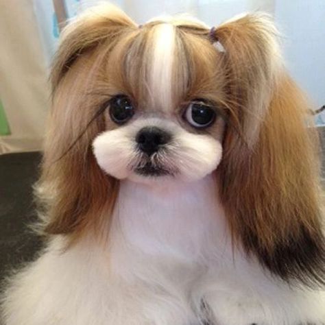 Teddy Bear Dog Haircut Shih Tzu, Shih Tzu Haircuts Female, Shih Tzu Aesthetic, Cut Puppies, Shih Tzu Haircut, Shitzu Haircuts, Shitzu Dogs Haircuts, Shih Tzu Grooming Styles, Shih Tzu Long Hair