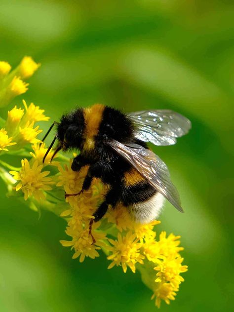 Bumble Bee Symbolism, bumblebee, meaning of bumblebee Bee Playing Violin, Bees On Flowers Photography, Cute Bee Aesthetic, Bumble Bee Symbolism, Bumblebee Photography, Bumblebee Animal, Bee Symbolism, Bumblebee Insect, Bee Pollination