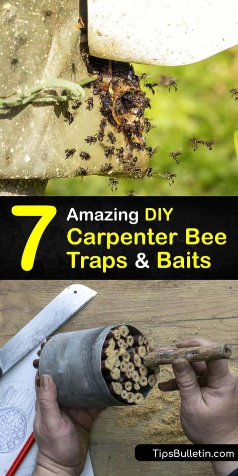 Discover the best carpenter bee traps that teach you how to get rid of yellow jackets and carpenter bees. These DIY techniques include insecticide and a repurposed Mason jar to become a bee catcher. Implementing your own pest control is easy with these methods. #homemade #carpenter #bee #traps How To Get Rid Of Carpenter Bees, Carpenter Bees How To Get Rid Of, Bee Traps Diy How To Make, Homemade Bee Trap, Wood Bee Trap, Bee Repellent, Bee Catcher, Carpenter Bee Trap, Bee Traps