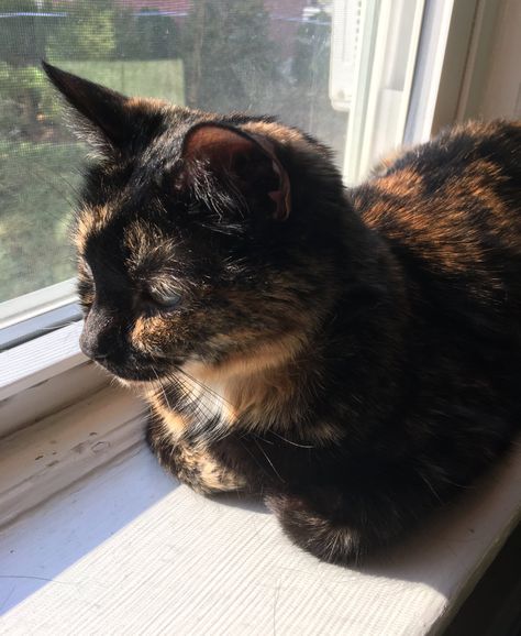 Dream's Cat, Tortoise Shell Cat, Cat People, Calico Cat, Cat Aesthetic, Cute Cats And Kittens, Funny Cute Cats, Silly Cats, Warrior Cats