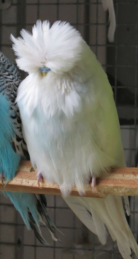 Not quite sure if this is a chicken or a bird. Birds Being Cute, Cute Pet Birds, English Budgie, Budgerigar Bird, Budgies Parrot, Budgie Bird, Budgies Bird, Funny Parrots, Parakeets