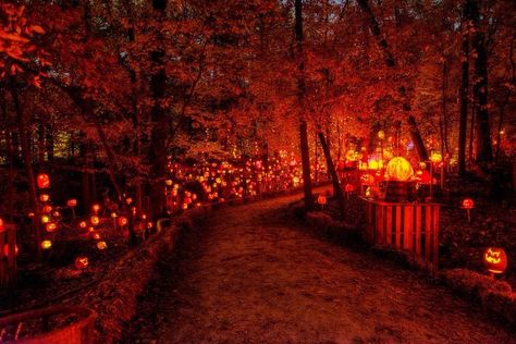 Minnesota's glowing pumpkin trail is an event like no other! More than 5,000 intricately carved pumpkins will light up the night a the zoo this fall. Jack O Lantern Spectacular, Best Pumpkin, Fall Travel, Halloween Event, Halloween Festival, Autumn Activities, Light Show, Dia De Muertos, In The Woods