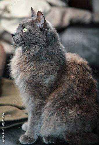 Nebelung Cat, Nebelung, Grey Kitten, Majestic Animals, Russian Blue, Cat Names, Kitty Cats, Cat Friendly, Tabby Cat