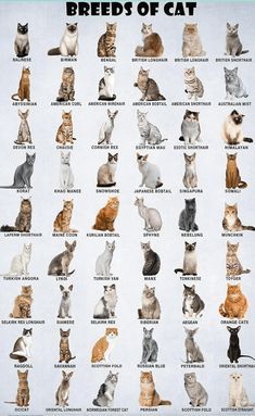 "For all those asking about what breed their cat is, here is a chart to do it yourself:" Wall Decor Ideas For Bedroom, Study Playroom, Breeds Of Cats, Cat Room Decor, Singapura Cat, Different Types Of Cats, All Cat Breeds, Popular Cat Breeds, Korat