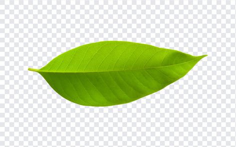 Leaf PNG Juice Design, Leaf Png, Green Png, Education Logo Design, Leaves Png, Leaf Images, Education Logo, Graphic Elements, Graphic Design Projects