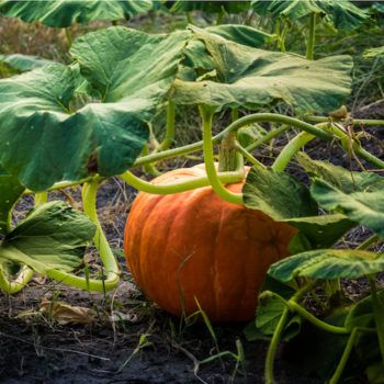 Plant Pumpkins, When To Plant Pumpkins, Pumpkin Growing, Pumpkin Varieties, Pumpkin Vine, Planting Pumpkins, Halloween Crafts Preschool, When To Plant, Growing Pumpkins