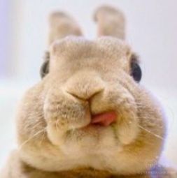 Real Animals, Cute Bunny Pictures, 강아지 그림, Bunny Pictures, Pet Bunny, Lovely Creatures, Funny Bunnies, Baby Animals Funny