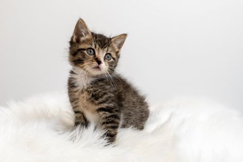 Newborn Kitten Photoshoot, Kitten Pictures Ideas, Kitten Portrait Photography, Kittens Photoshoot, Kitten Photoshoot Ideas, Kitty Photoshoot, Kitten Photoshoot, Cat Photoshoot, Teacup Kitten