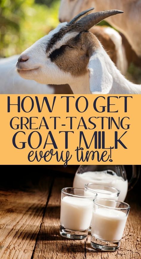 Tips on what to do if your goat milk tastes goaty. How to have goat milk that taste delicious. 8 tips to great tasting goat milk. How to milk a goat the right way. Goat milking tips. Goat milking 101 #goatmilk #dairygoats #backyardfarming Sick Goat Remedies, What To Do With Goat Milk, What To Do With Goats Milk, Goat Farming Ideas, Goats Milk Soap Recipe, Goat Milk Butter, Goat Feeders, Goat Fencing, Goat Milk Benefits