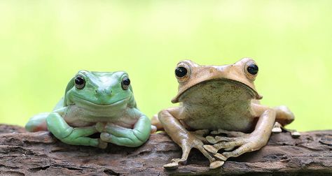 #Amphibians at The Animal Store. #pets #animals #exolotls #frogs #newts #salamanders #toads Dumpy Tree Frog, Types Of Frogs, Pacman Frog, Frog Species, Pet Frogs, Green Tree Frog, Frog Sitting, Mini Farm, Frog And Toad