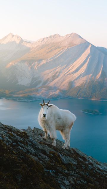 G.o.a.t Wallpaper, Alaska Usa, Farm Lifestyle, Wild Kingdom, Mountain Goat, Close Encounters, Colorado Mountains, Wild And Free