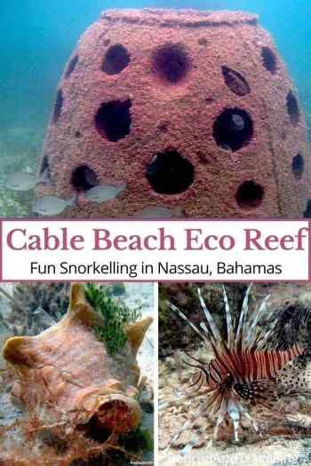 #Snorkel on the Cable Beach Eco Reef in #Nassau #Bahamas at the #BahaMar Resort Snorkeling In Bahamas, Cable Beach Nassau Bahamas, Bahamas Snorkeling, Travel Bahamas, Long Island Bahamas, Beach Bahamas, Beach Snorkeling, Spotted Eagle Ray, Underwater Sculpture