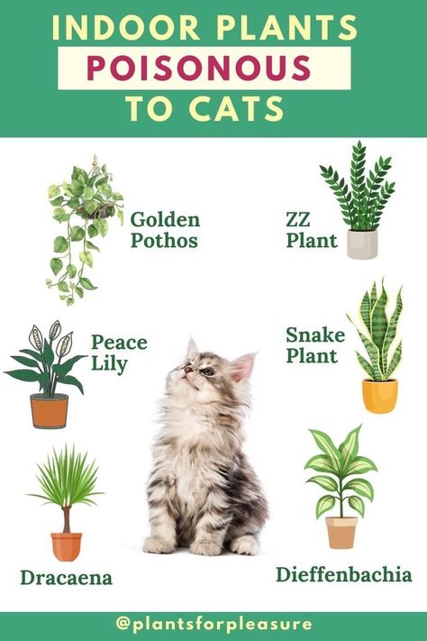 Plants Bad For Cats, House Plants Cats Wont Eat, Plants Harmful To Cats, Plants That Are Toxic To Cats, Non Toxic House Plants Cat, Plants Cats Can Eat, Cat Friendly House Plants, Plants Good For Cats, Plants Poisonous To Cats