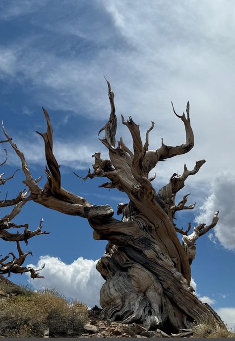 Discover the timeless beauty of the Ancient Bristlecone Pine Forest in California! Home to the oldest trees on Earth, this site is a living testament to nature's endurance. 🌲 #NatureLovers #OldestTrees Click to learn more! Bristlecone Pine Tree, Bristlecone Pine, Nature Wallpapers, Old Tree, Pine Forest, Pine Tree, Nature Wallpaper, On Earth, Timeless Beauty