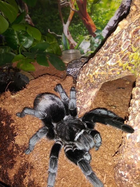 Tranchilla Spider, Brazilian Black Tarantula, Black Tarantula, Long Leg Spider, Pet Tarantula, Black Brazilian, Black Spider, Pretty Animals, Arachnids