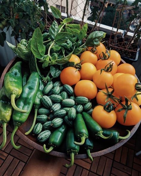 Veggie Garden Aesthetic, Harvest Basket, Garden Aesthetic, Garden Harvest, Vegetable Garden Design, Veggie Garden, Edible Garden, Farm Gardens, Balcony Garden