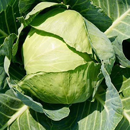 250+ Seeds of Cabbage Copenhagen Market, Heirloom Brassica oleracea, Non-GMO, Open Pollinated, Early Cabbage VarietyOrtho Insect Killer Flower and Vegetable Garden Dust - Kills Insects on Contact, Use on Vegetable Gardens and Flowers, Kills Aphids, Whiteflies and Cabbage Loopers for up to 8 Months, 1.75 lbs. Flower And Vegetable Garden, Copenhagen Market, Cabbage Varieties, Cabbage Seeds, Brassica Oleracea, Leaf Vegetable, Cooked Cabbage, Seed Collection, White Flies