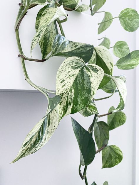 Marble Pothos, Tat Inspiration, Wishlist Plants, Indoor Tropical Plants, Low Maintenance Indoor Plants, Marble Queen, Marble Queen Pothos, Black Thumb, Balcony Plants