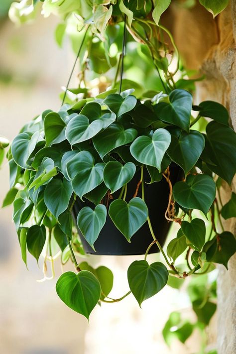 Heartleaf Philodendron (Philodendron hederaceum) is a beautiful and low-maintenance addition to any home! 🌿🏡 With its lush, heart-shaped leaves and trailing vines, this plant is a delightful blend of elegance and ease. Quick to thrive in various light conditions and bursting with air-purifying benefits, Heartleaf Philodendron is perfect for adding a touch of greenery to your indoor space. 🌱✨ #HeartleafPhilodendron #PhilodendronHederaceum #IndoorPlants #EasyCare #AirPurifying #GreenHome Heart Shaped Leaves Plants, Heart Shaped Leaf Plant, Plants Photography Aesthetic, Philodendron Esmeraldense, Philodendron Heartleaf, Indoor Plants For Low Light, Plants For Low Light, Heartleaf Philodendron, Gardening Australia