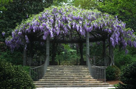 Wisteria-Covered Round Pergola Wisteria Ideas, Round Pergola, Garden Gazebos, Wisteria Pergola, Wisteria Garden, White Pergola, Pergola Diy, Raise Vibration, Increase Intuition