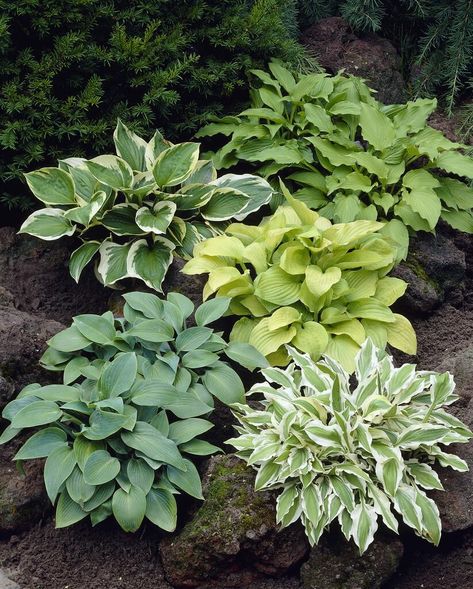 PRICES MAY VARY. FRESH HOSTA ROOTS: Fresh dug hosta plants to grow. Get a colorful mix to liven your garden or landscape. AMAZING GARDEN COLOR: Add this stunner mix to you garden or containers and be rewarded with the beauty of its blooms all season NON-GMO: Good for the environment and bees and Monarch Butterflies like these alot! CZ GRAIN GUARANTEE: We guarantee these trees to grow fast and change the scenery! Fresh dug hosta plants to grow. Get a colorful mix to liven your garden or landscape Seeds Color, Hosta Gardens, Bonsai Seeds, Hosta Plants, Outdoor Flowers, Hardy Perennials, Plant Roots, Shade Plants, Flowers Perennials