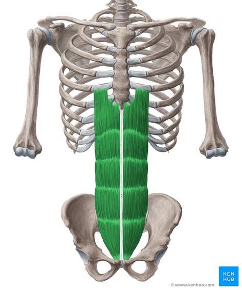 Rectus abdominis muscle - ventral view Muscle Separation, Rectus Abdominis Muscle, Rectus Abdominis, Human Anatomy For Artists, Diastasis Recti Exercises, Human Body Anatomy, Muscular System, Muscle Anatomy, Anatomy For Artists