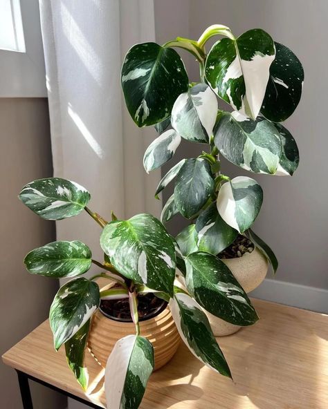 Philodendron White Princess, Princess Philodendron, White Wizard, Plant Display Ideas, Balcony Gardening, Plant Goals, Tiger Hoodie, Dekor Diy, Inside Plants