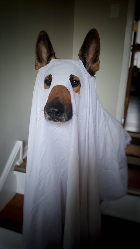 Boo! http://ift.tt/2fos80W                                                                                                                                                                                 More Cute Dog Halloween Costumes, Best Dog Halloween Costumes, Diy Dog Costumes, Ghost Costume, Ghost Dog, Pet Halloween Costumes, Yorkshire Terrier Puppies, Dog Halloween Costumes, Dog Costumes