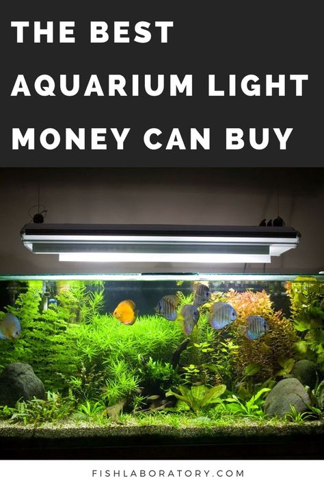 There is a great abundance of lighting products in the aquarium hobby, and not all products perform equally. After reviewing many different types of lights, we believe the Fluval Plant Spectrum 3.0 is the best aquarium light on the market today. Aquarium Lighting Ideas, Corner Aquarium, Types Of Lights, Aquarium Light, Fish Tank Lights, Aquarium Heater, Aquarium Stand, Aquarium Setup, Aquarium Landscape